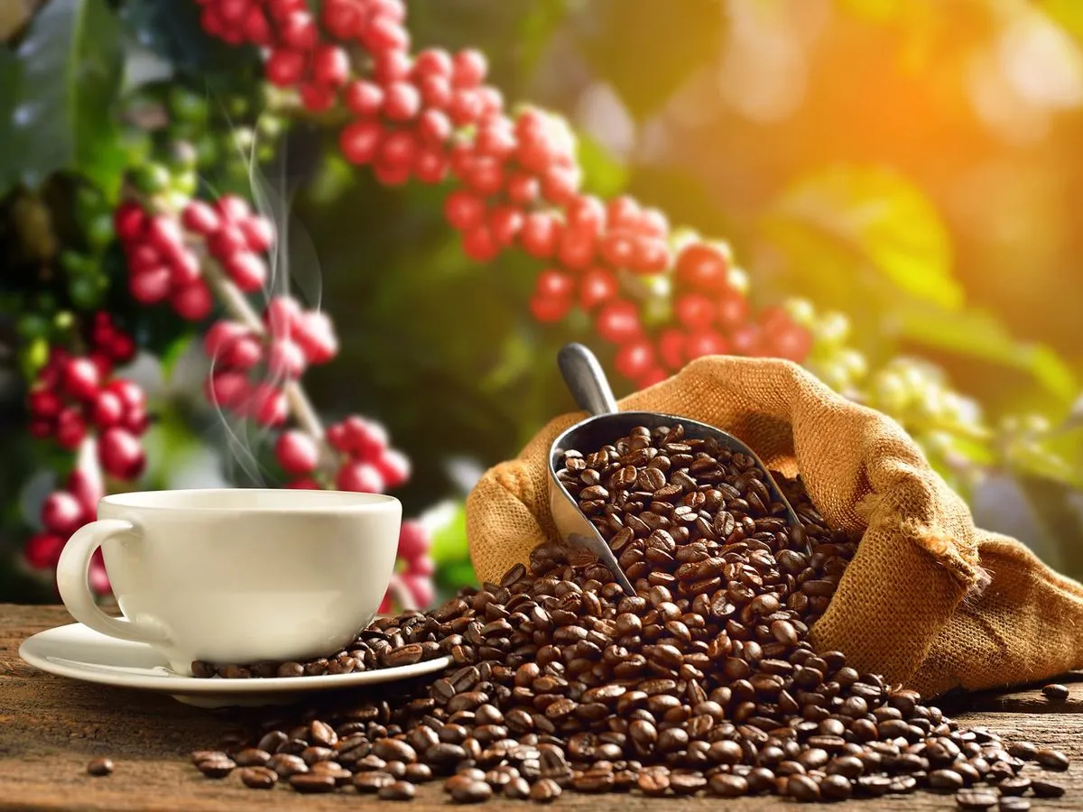 Pembuahan dan buah kopi