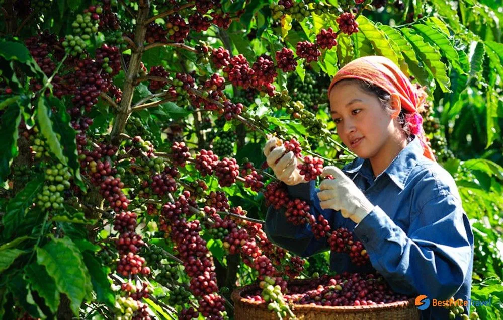 Pertanian kopi Indonesia